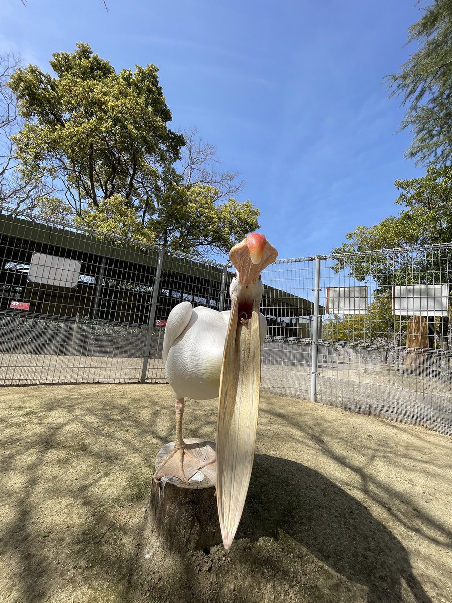 正面からペリカンを見ることってあんまりないですよねってことでどうぞ