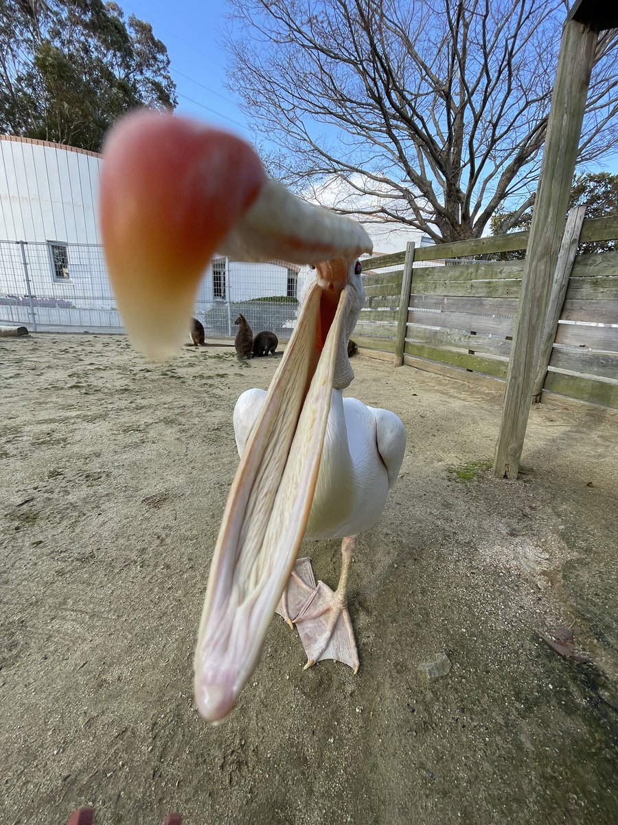 正面からペリカンを見ることってあんまりないですよねってことでどうぞ