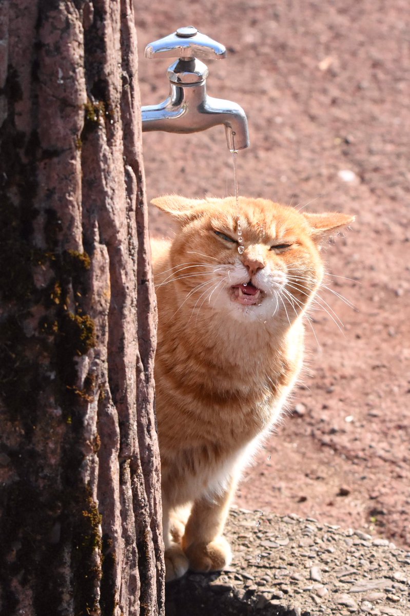 #キャンプ地で撮った野球以外の写真のタグ 野球選手に蛇口を開けさせる猫