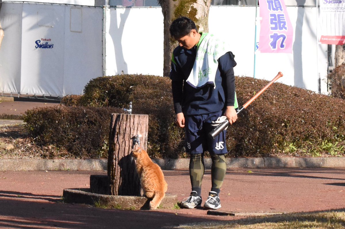 #キャンプ地で撮った野球以外の写真のタグ 野球選手に蛇口を開けさせる猫