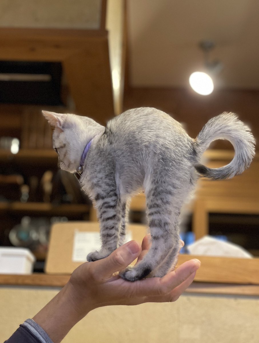 手の上で背伸びする猫 