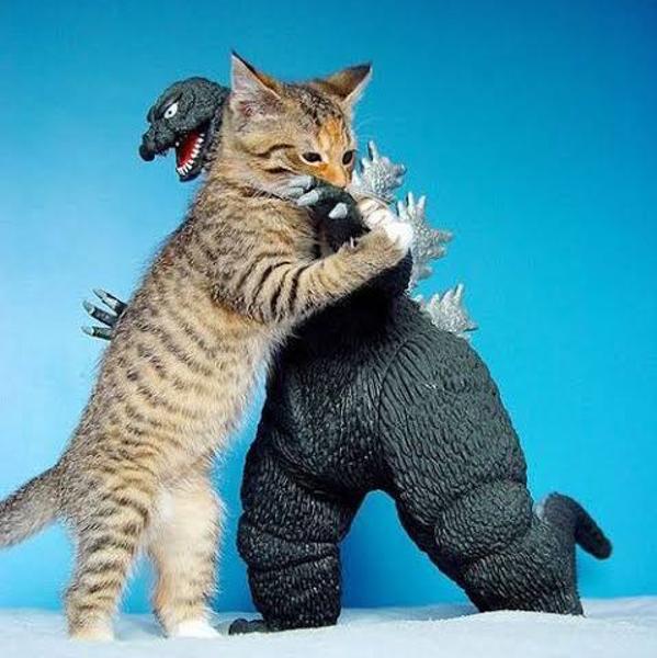猫対ゴジラ 