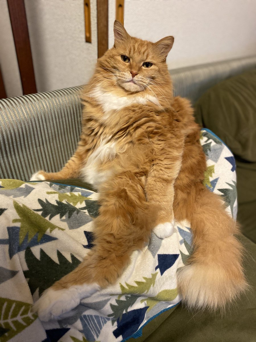 台風の雨の中、息子の足元に現れたちっちゃいニャンコ