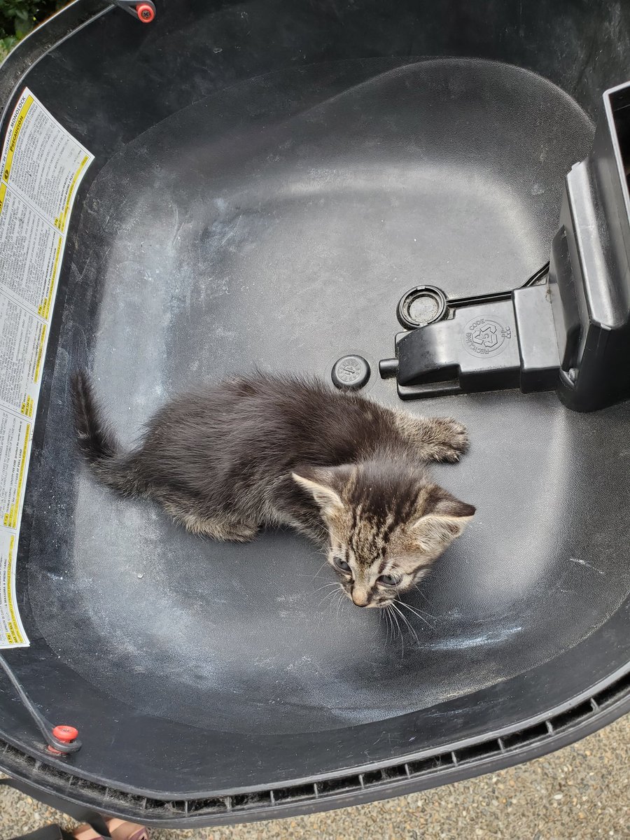 おい💢誰やねん 仕事が終わり帰る為バイクに戻ると 何処からか仔猫の鳴き声