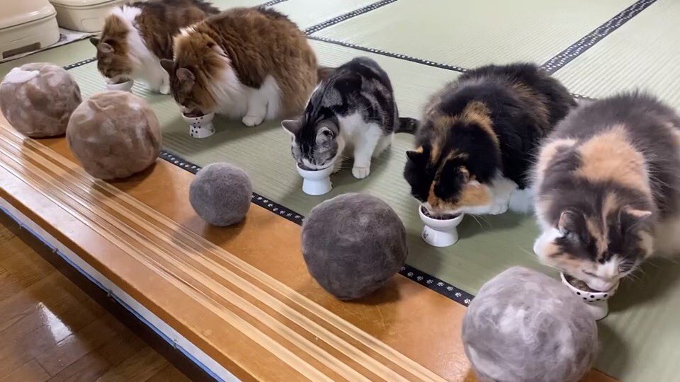   ＃猫 ＃ノルウェージャンフォレストキャット #多頭飼い ＃アメリカンショートヘア ＃猫毛ボール #猫のいる暮らし 