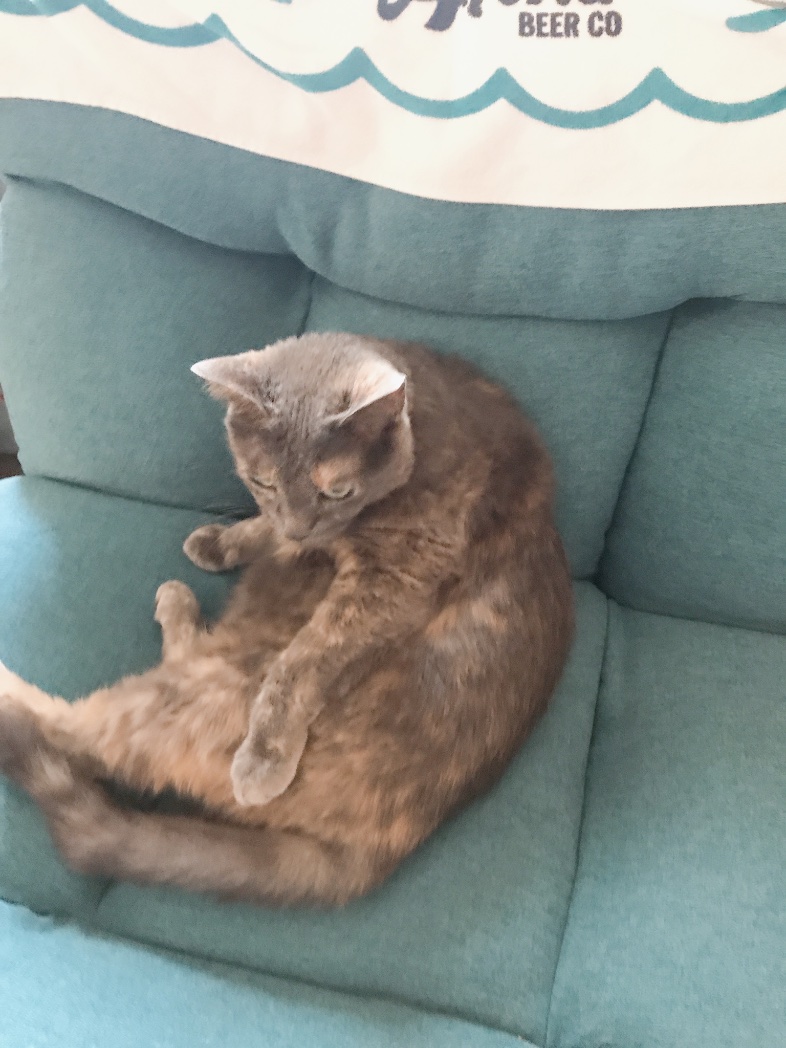 弟からの誕プレ、PAUL & JOEかな