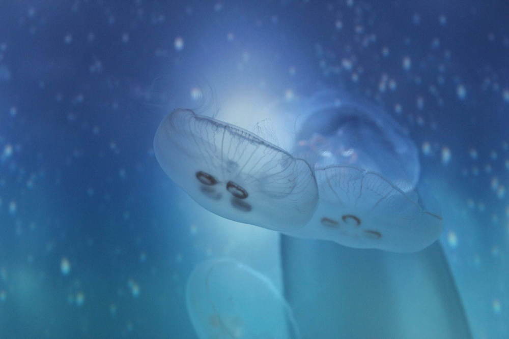 【レポート】すみだ水族館「雪とクラゲ」美しい冬の都会にクラゲ浮かぶ幻想空間、会場の様子を一足先に公開 -