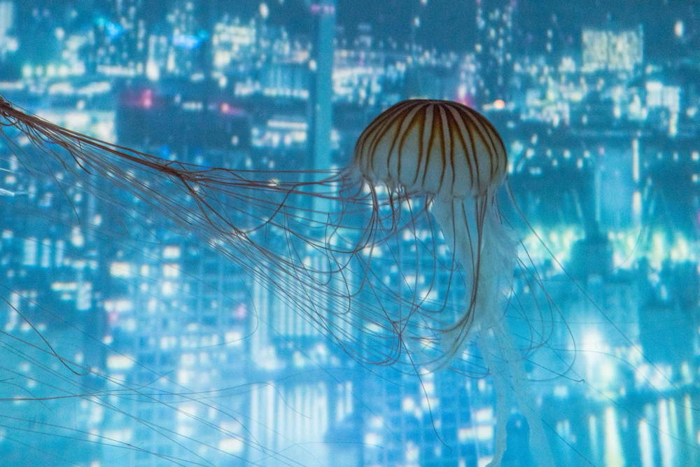 【レポート】すみだ水族館「雪とクラゲ」美しい冬の都会にクラゲ浮かぶ幻想空間、会場の様子を一足先に公開 -