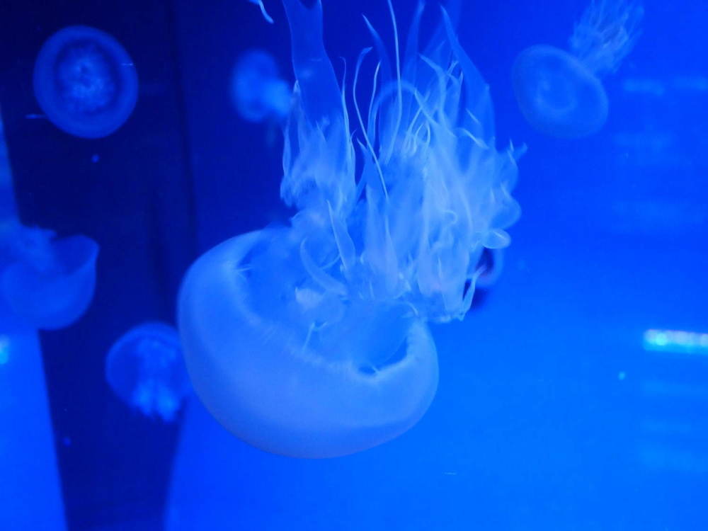 「すみだ水族館」初の大規模リニューアル、新エリア7/16(木)公開 - 約500匹のクラゲを“のぞき込む”長径7mの大水槽が誕生 -
