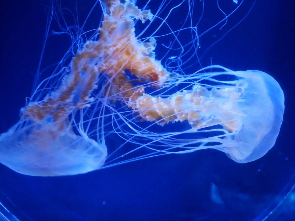 「すみだ水族館」初の大規模リニューアル、新エリア7/16(木)公開 - 約500匹のクラゲを“のぞき込む”長径7mの大水槽が誕生 -