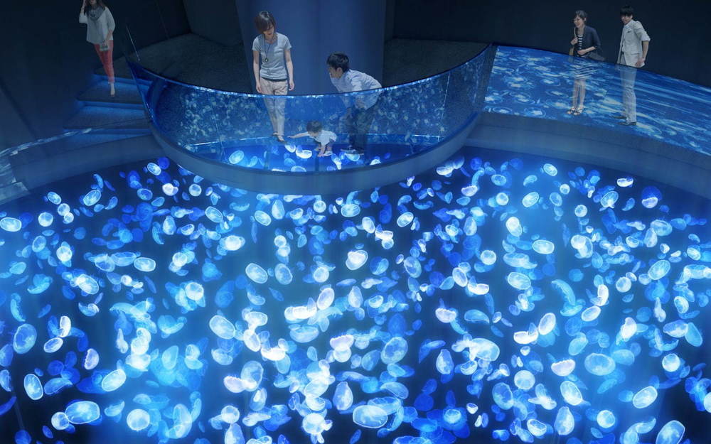 「すみだ水族館」初の大規模リニューアル、新エリア7/16(木)公開 - 約500匹のクラゲを“のぞき込む”長径7mの大水槽が誕生 -