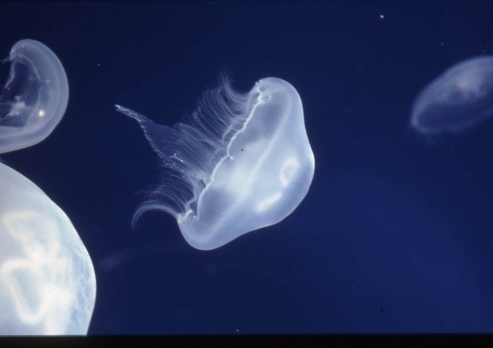 池袋サンシャイン水族館に新クラゲエリア「海月空感」国内最大級のミズクラゲ水槽、限定ドリンクやクラゲぬいぐるみも -
