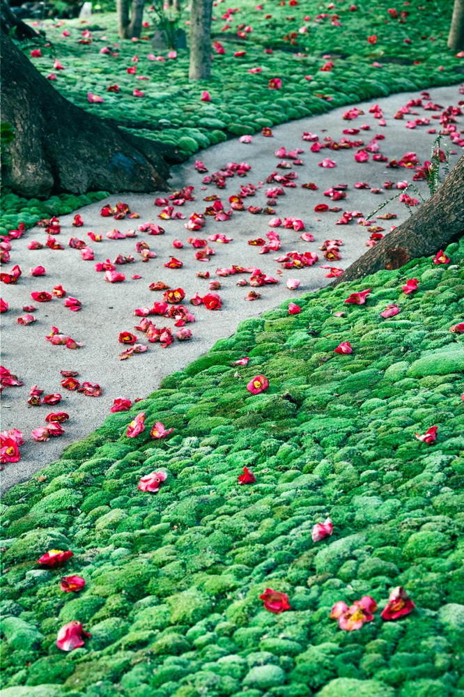 ホテル椿山荘東京「椿絵巻」“つばきの絨毯”＆雲海が織り成す絶景インスタレーション、限定スイーツも -  