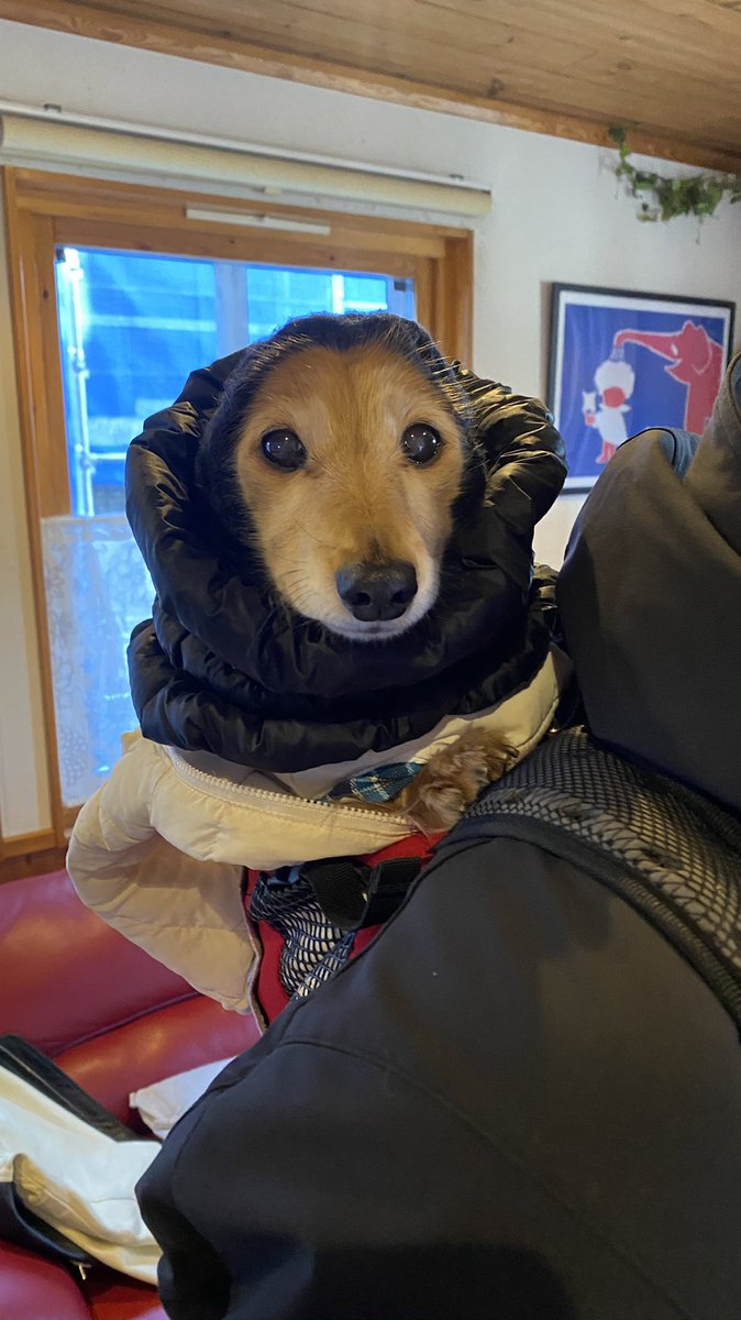 うちのイッヌ、リュックで背負われてバイクに乗るのが大好きなんだけど、親父が施した防寒対策が田舎のお婆ちゃんすぎて可愛い 