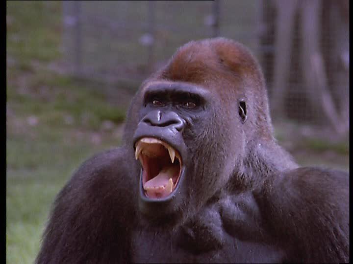 と言われた不破さんと威嚇するゴリラを並べたら、予想の100倍シンクロした