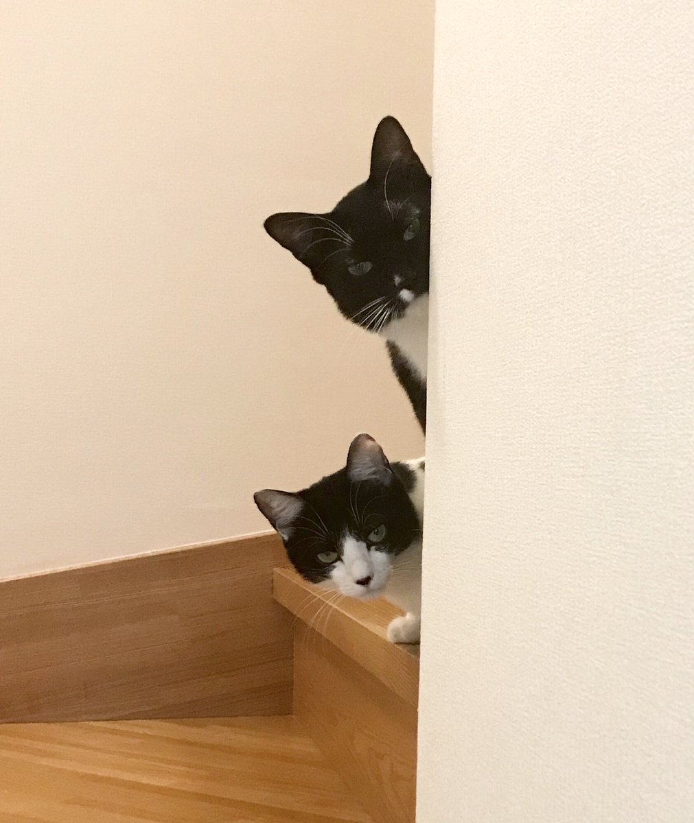 地方でのコンサートを終え3日ぶりの帰宅で大歓迎のお出迎えをしてもらえると期待してたら不審者でも見るかのような目で身元確認されました 今後淡い期待は封印することにします