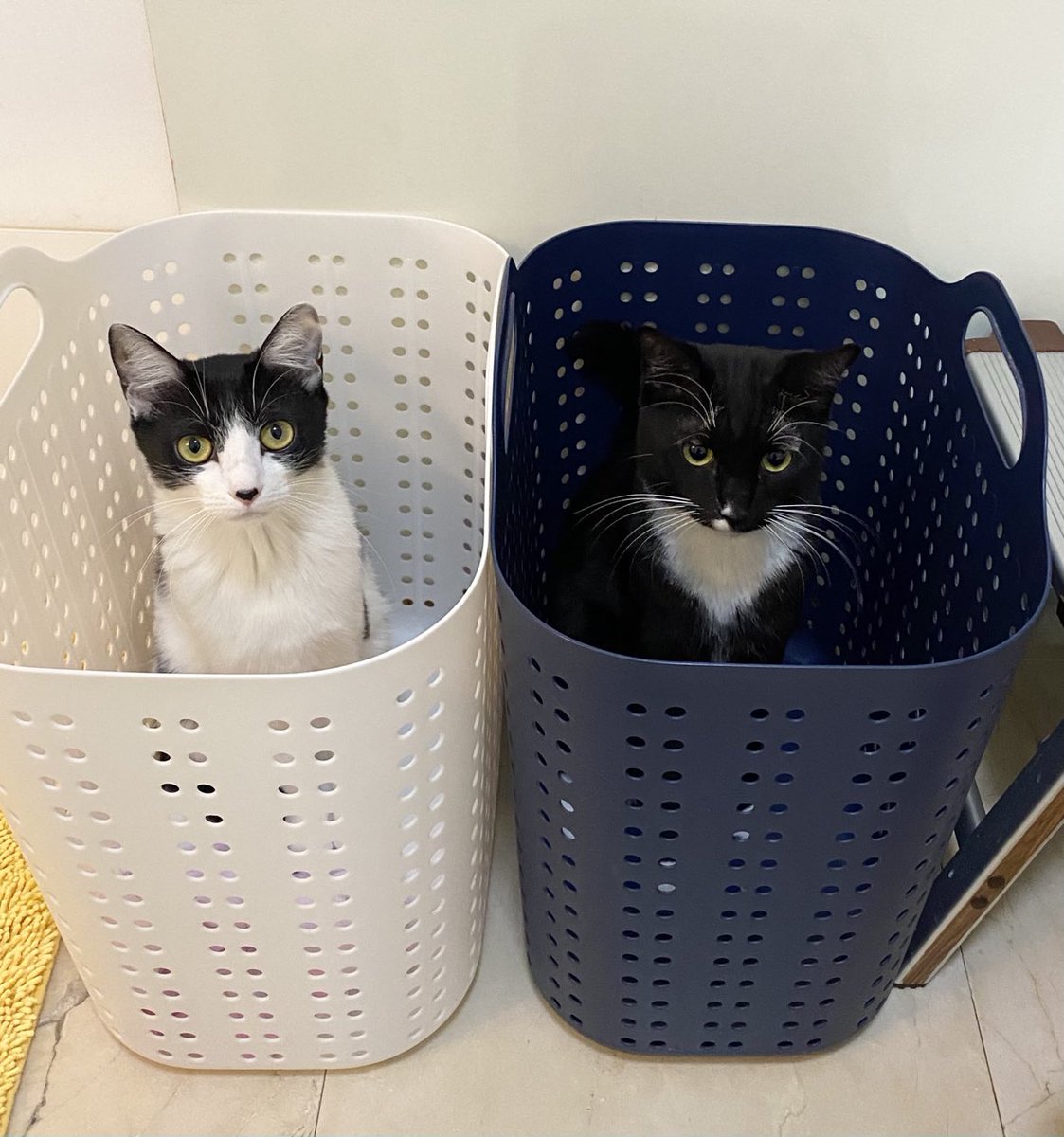 朝起きて洗面所行ったらこれだもんずるいよー 