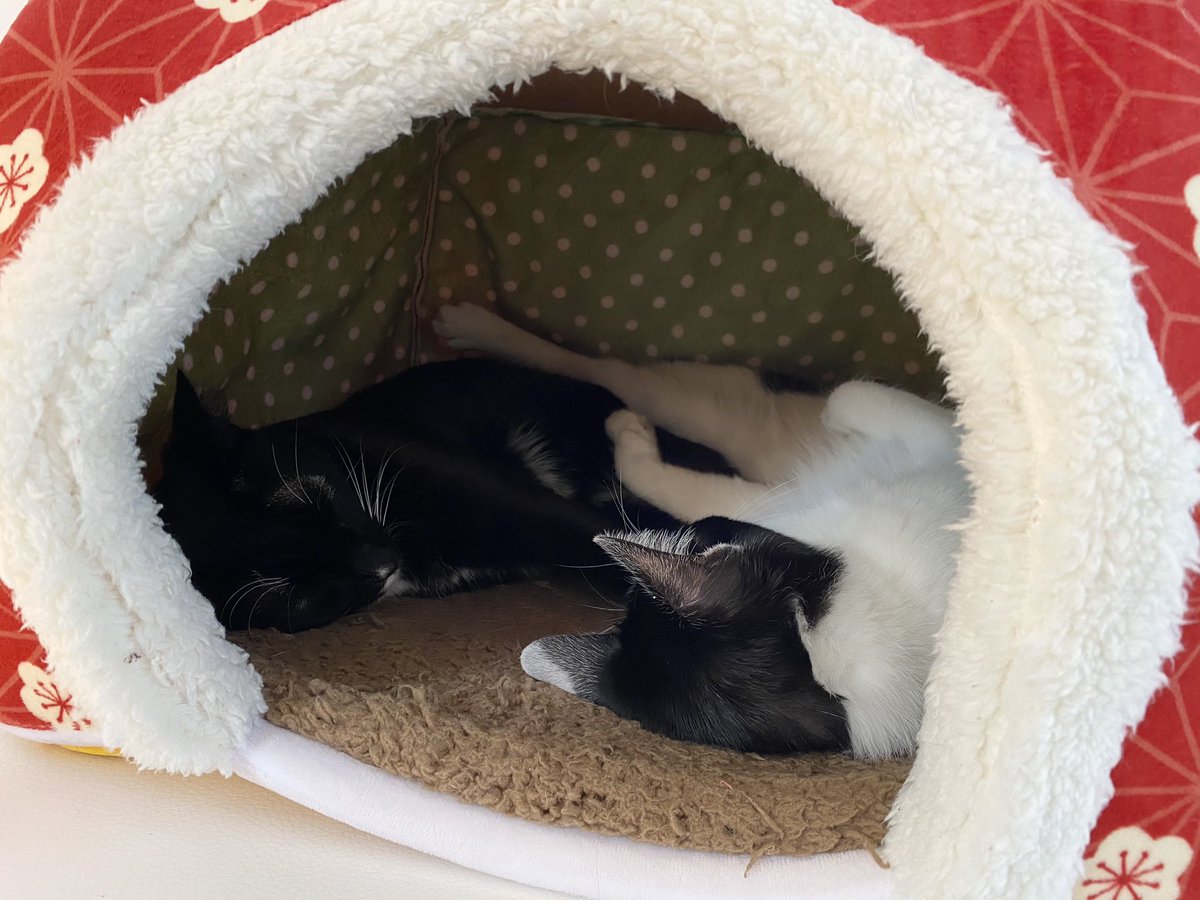 人は猫を飼うとこうなります 