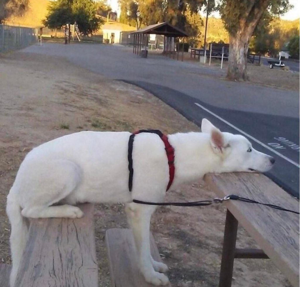 座ってるし、立ってるし、伏せてる。 