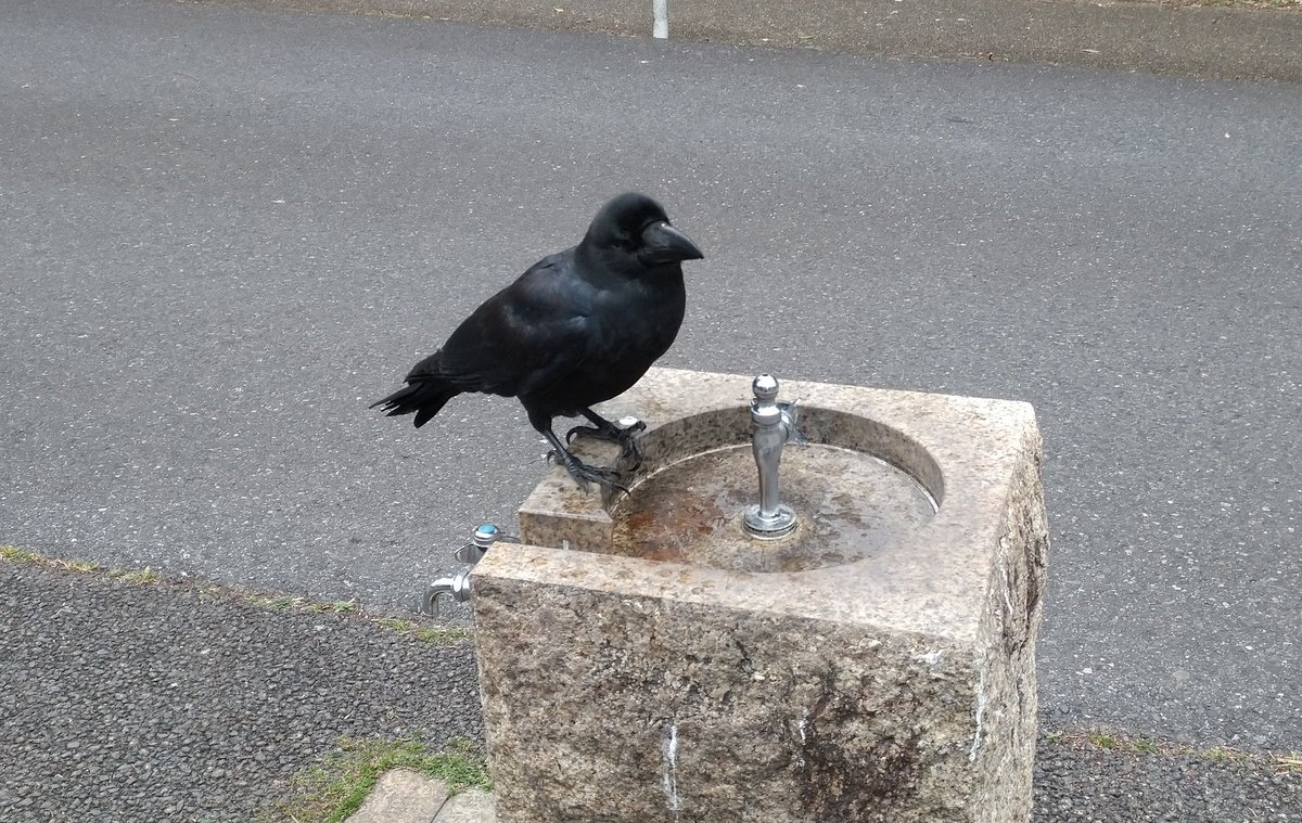 カラスが目の前に現れ、水飲み場とこちらを交互に見つめていた