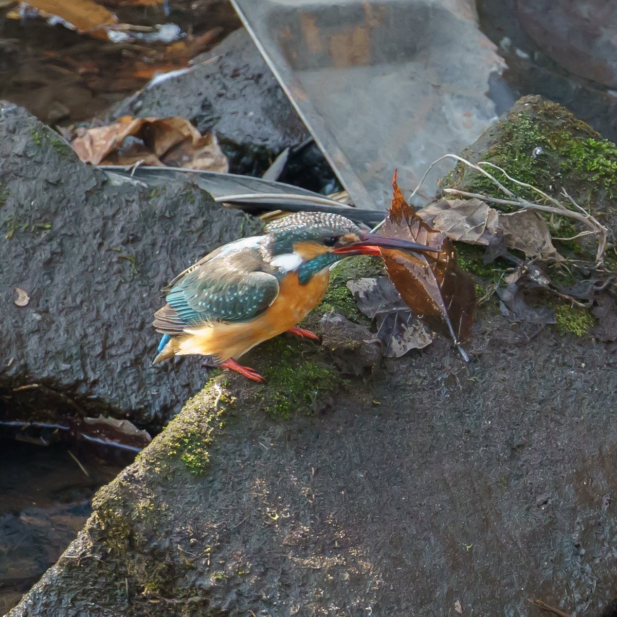 めっちゃかっこよく失敗するカワセミ撮れたから見てほしい 