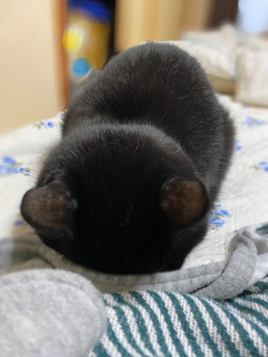 まっくろくろすけ 出ておいで～ 