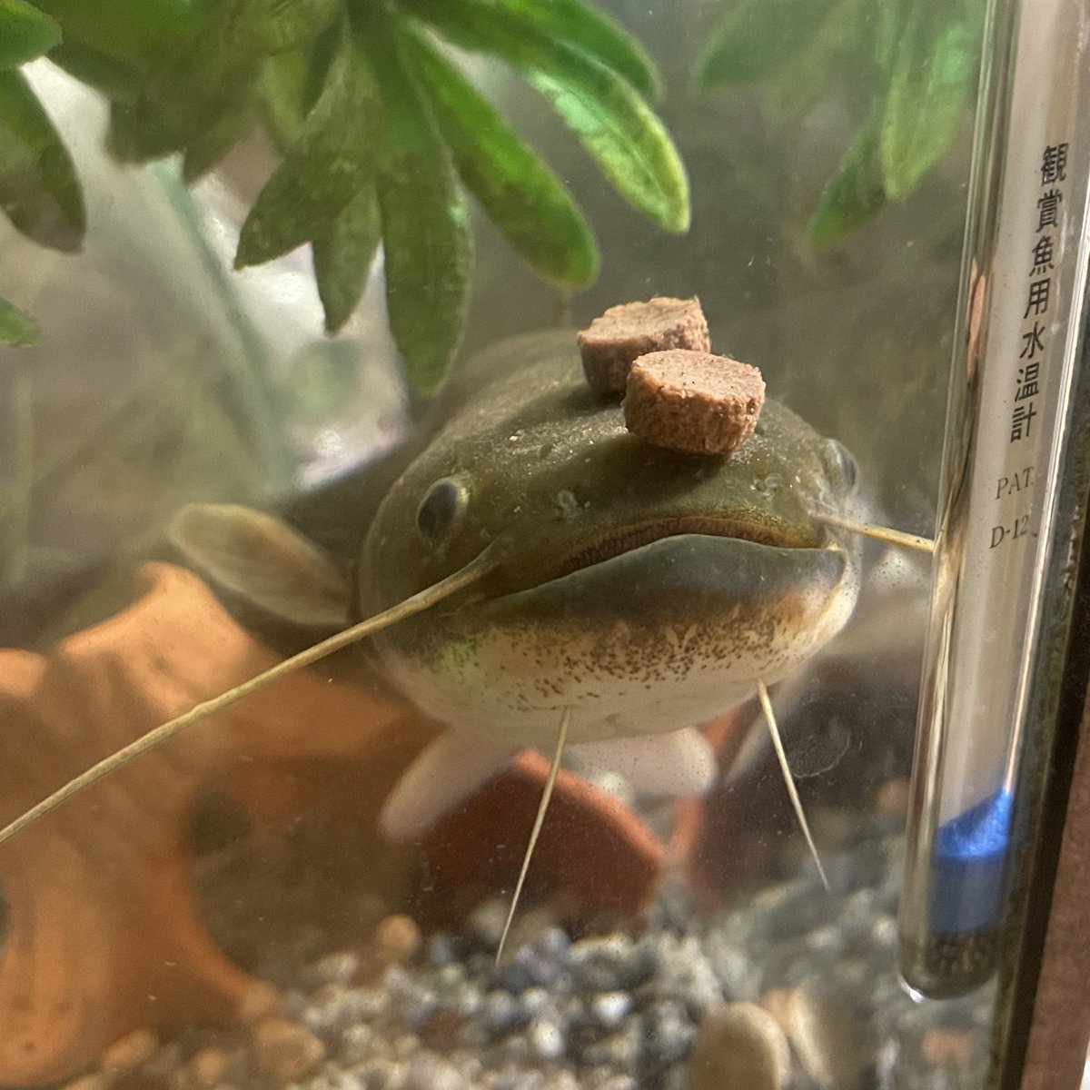 ウチのナマズくん、エサを2粒頭にのせたままぼーっとしてます。 