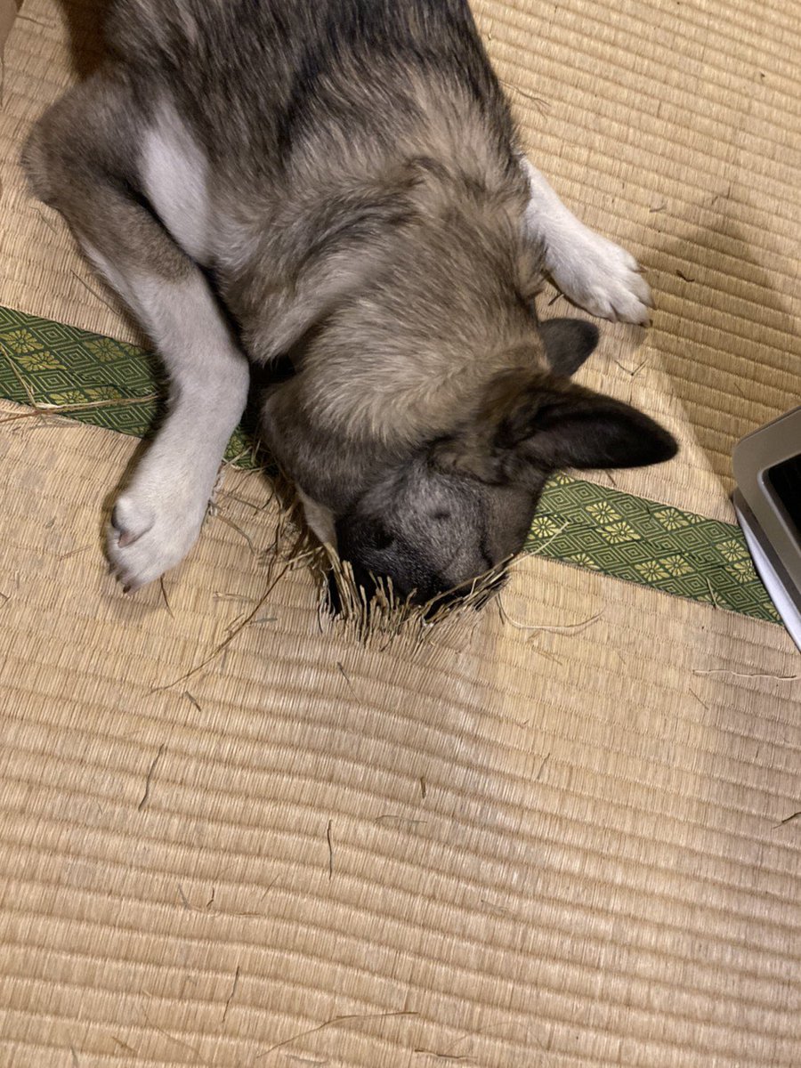 ｵﾚﾉ....犬....ﾐﾃ..... 