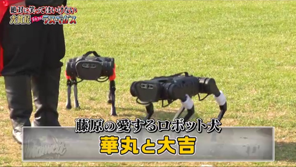 今年もダウンタウン元マネージャー藤原が登場❗️ 引き連れてきたのは藤原の愛するロボット犬 華丸と大吉🐶 #ガキ使 #GoToラスベガス24時