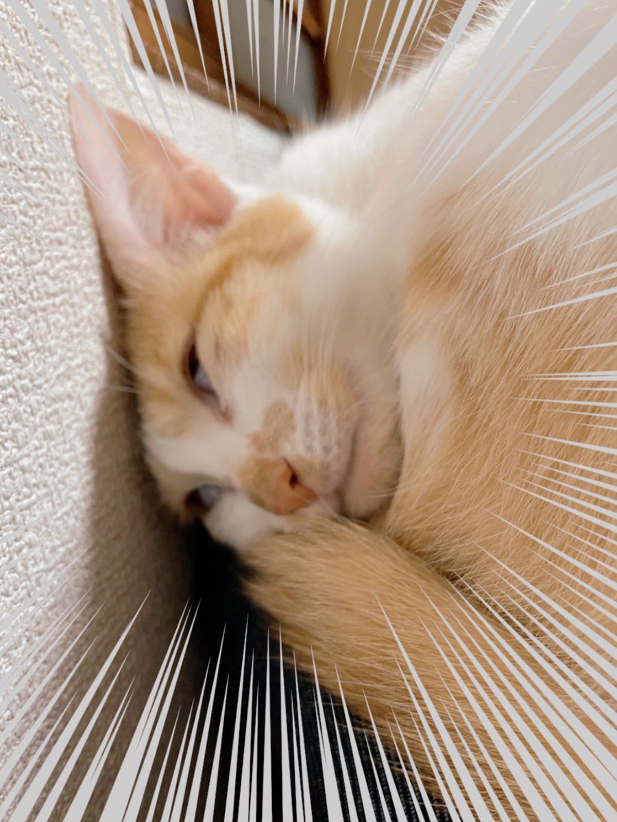 どんな顔して寝てるんだろ😊💓 #猫 