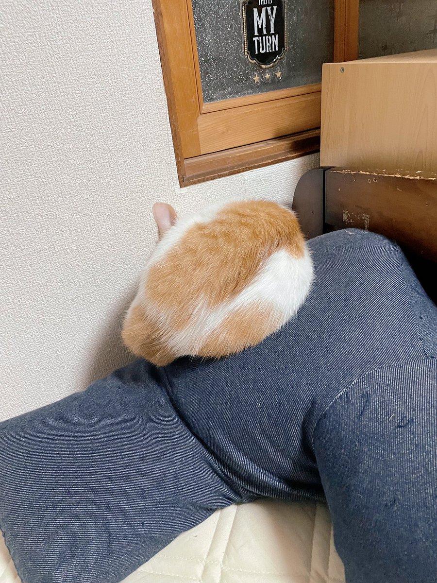 どんな顔して寝てるんだろ😊💓 #猫 