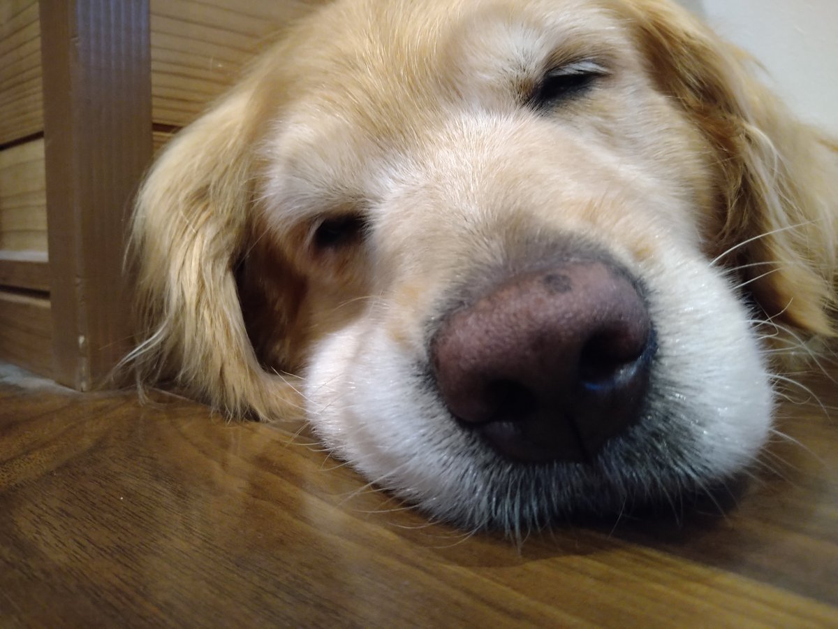 最後のその瞬間は、飼い主が側に寄り添い「ここに居るからね」と撫ぜてくれているだけで恐怖もなく心穏やかに幸せを感じ生を全うできるのだそうです