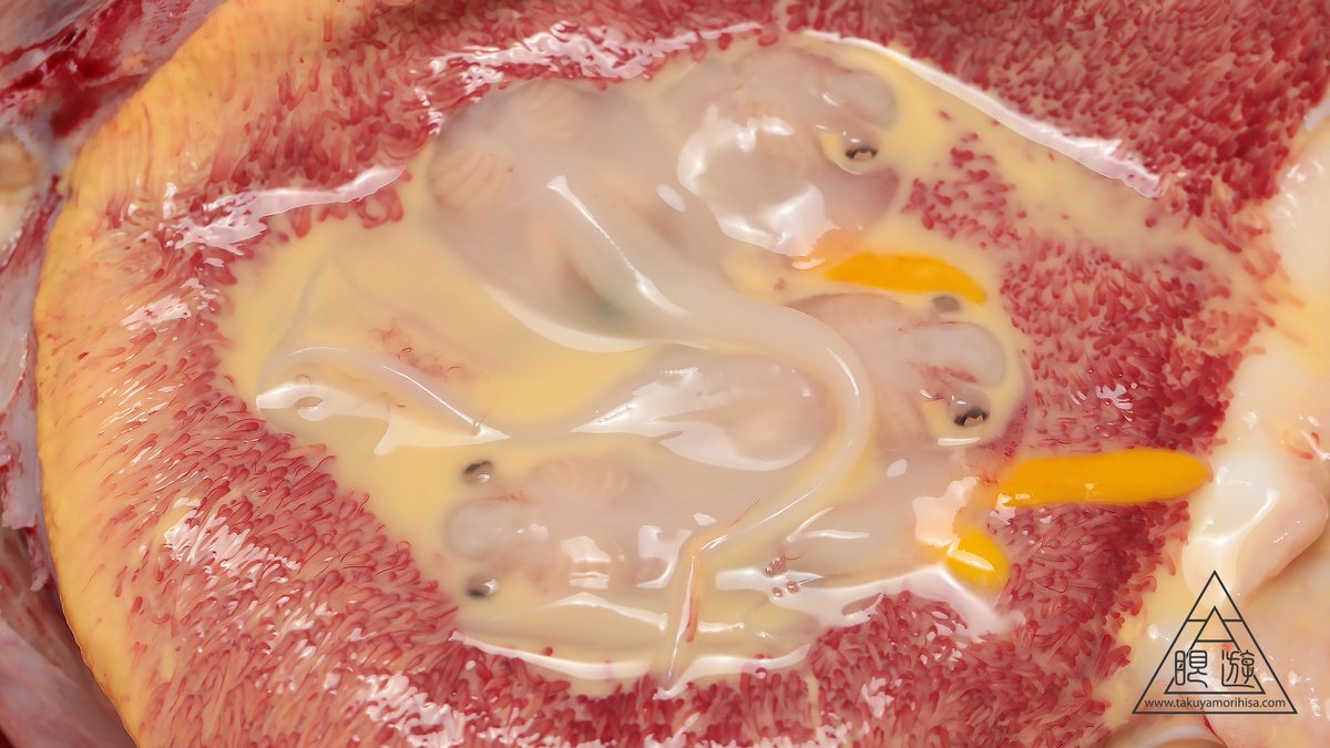 アカエイは卵ではなく稚魚を産む卵胎生ですが、母親は子宮内でミルクを分泌し胎魚を育てています