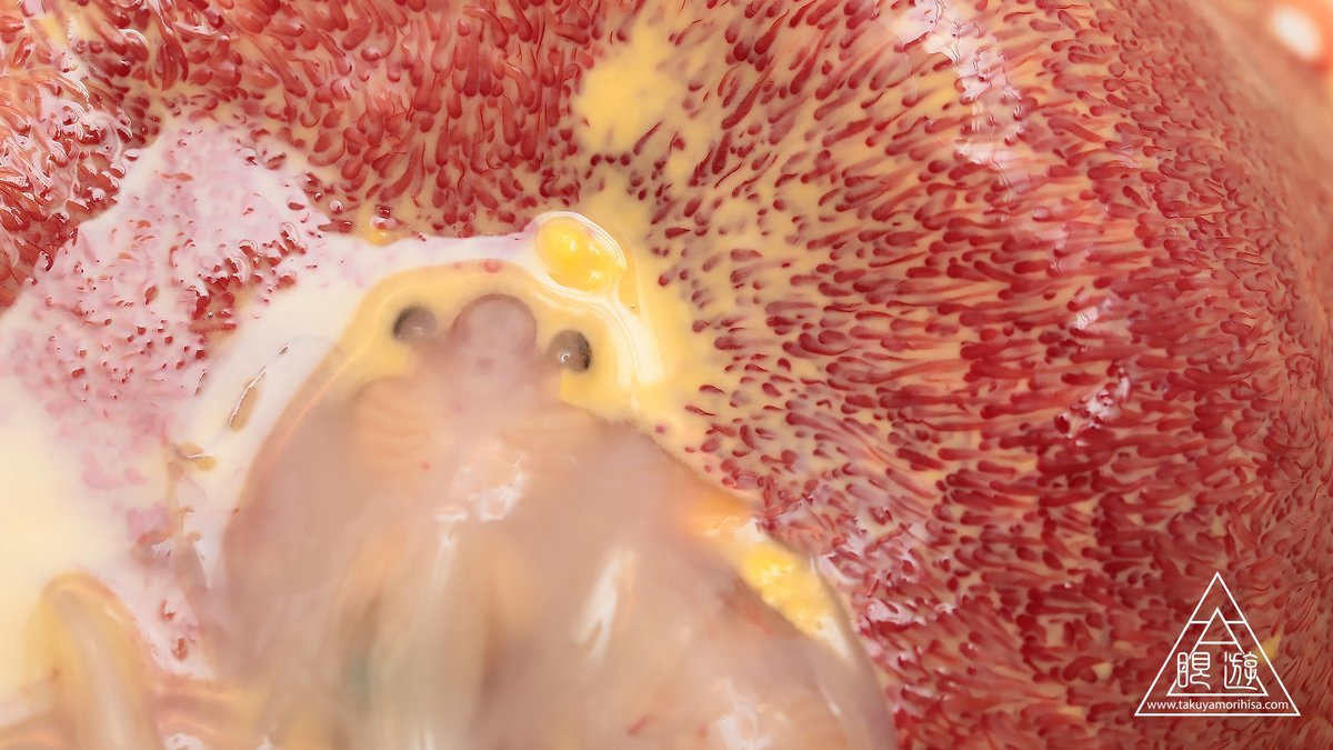 アカエイは卵ではなく稚魚を産む卵胎生ですが、母親は子宮内でミルクを分泌し胎魚を育てています