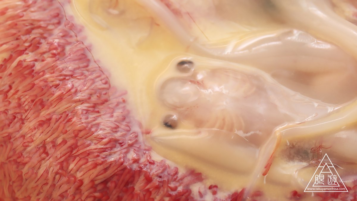 アカエイは卵ではなく稚魚を産む卵胎生ですが、母親は子宮内でミルクを分泌し胎魚を育てています