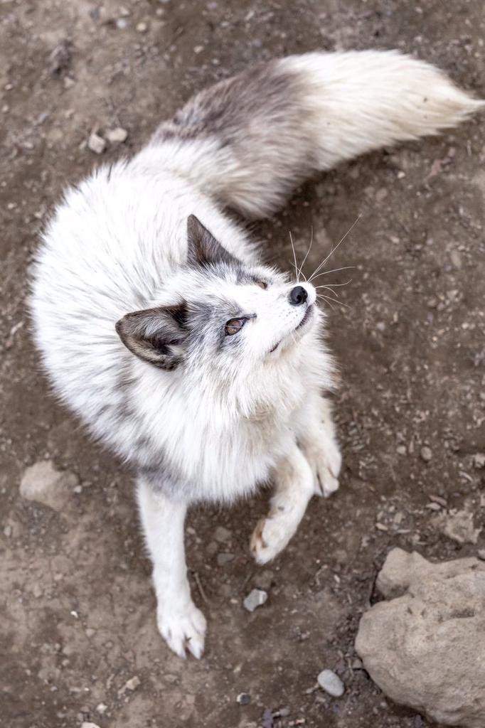 プラチナキツネはネコ顔かわいい 