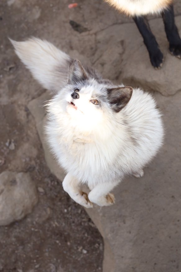 プラチナキツネはネコ顔かわいい 