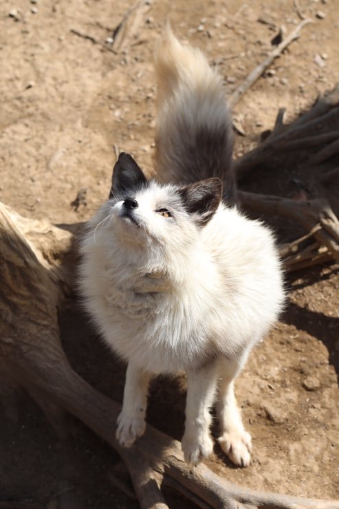 プラチナキツネはネコ顔かわいい 