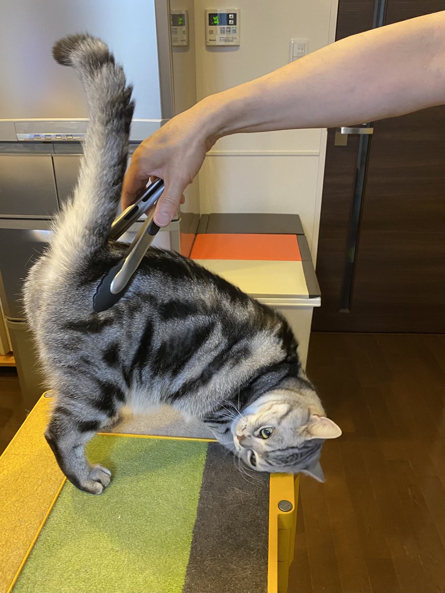 トングで挟むと喜ぶのだ。 