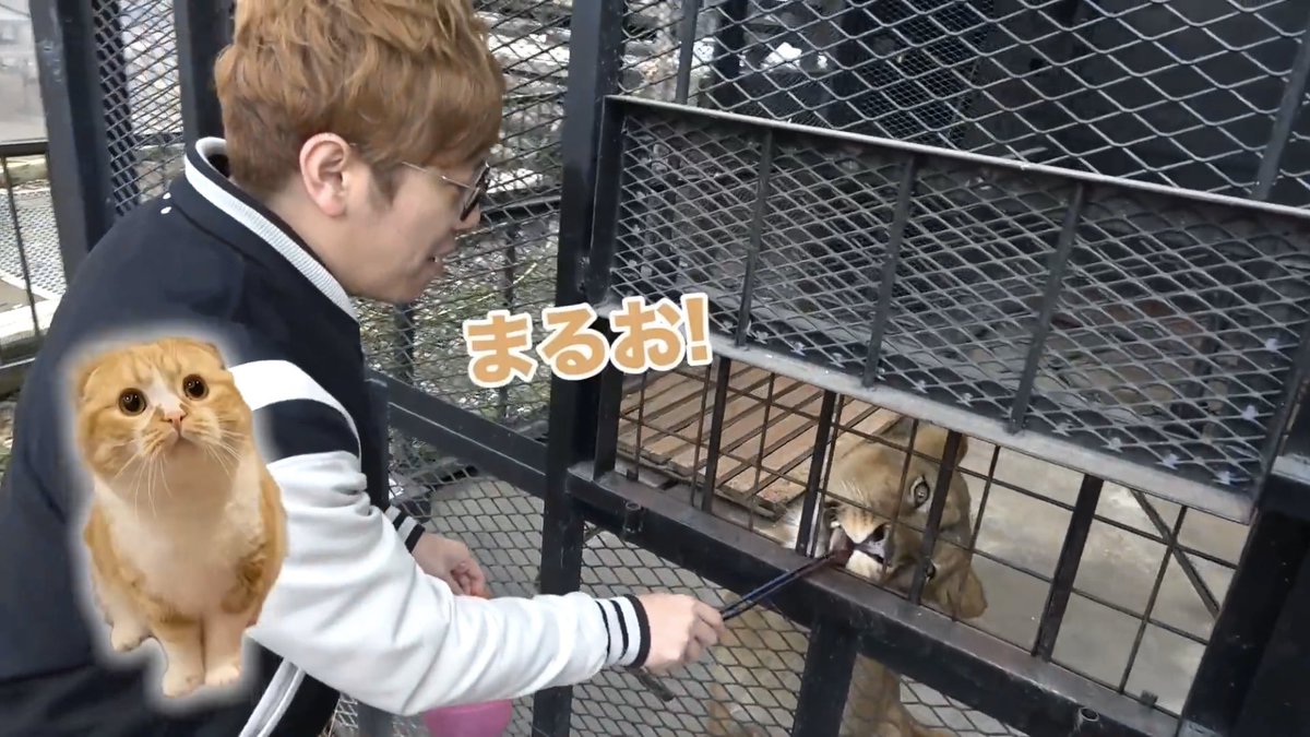 まるおが死んで精神崩壊したヒカキンが周りの動物全部まるおに見えてしまってるようにしか見えない 