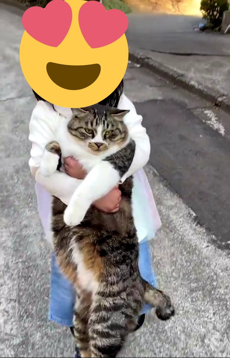 娘がバカでかい猫を抱っこしてきてだいぶ焦った。 