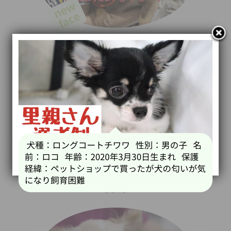 って思ったけど、保護犬のサイト見てみたら可愛い子犬たちがとんでもない理由で保護されてて憤る😢