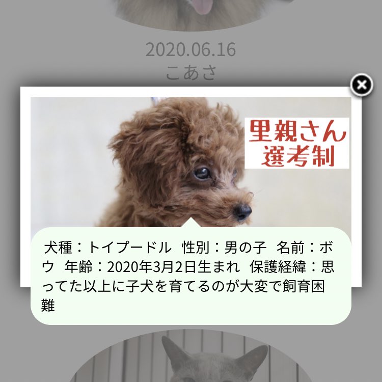 って思ったけど、保護犬のサイト見てみたら可愛い子犬たちがとんでもない理由で保護されてて憤る😢