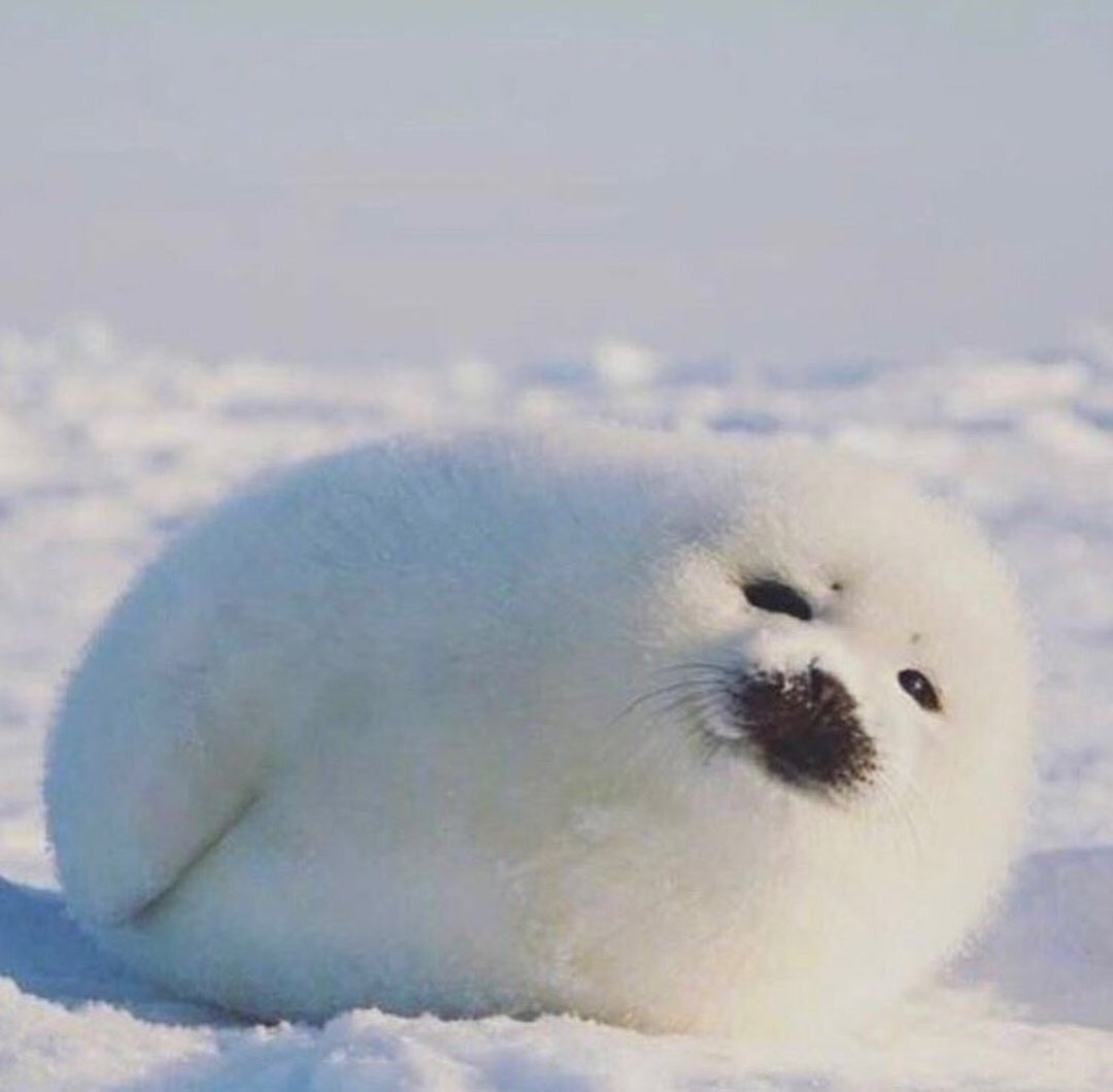 『鼻セレブ』 面接来た 落ちた 受かった ご出勤 