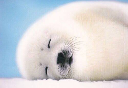 『鼻セレブ』 面接来た 落ちた 受かった ご出勤 