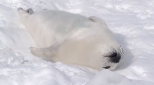 『鼻セレブ』 面接来た 落ちた 受かった ご出勤 