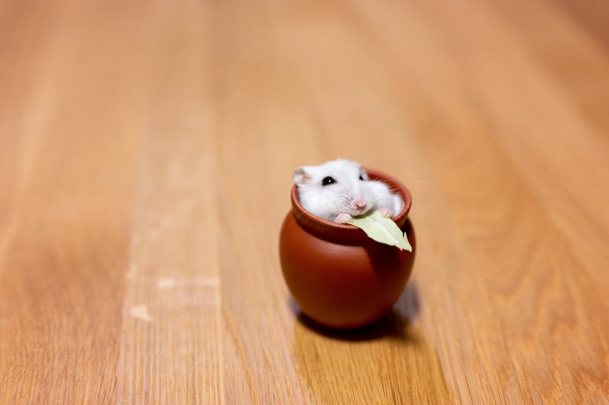 壺の中で幸せそうにしている。 