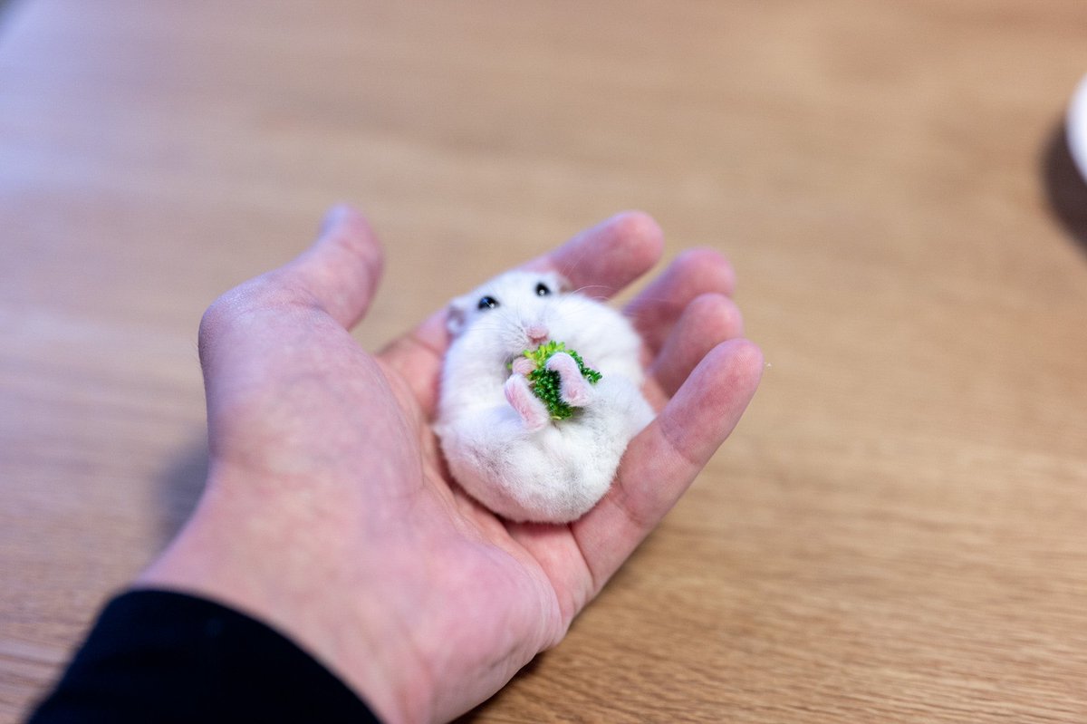 ブロッコリーがハムスターに包まれていくところ。 