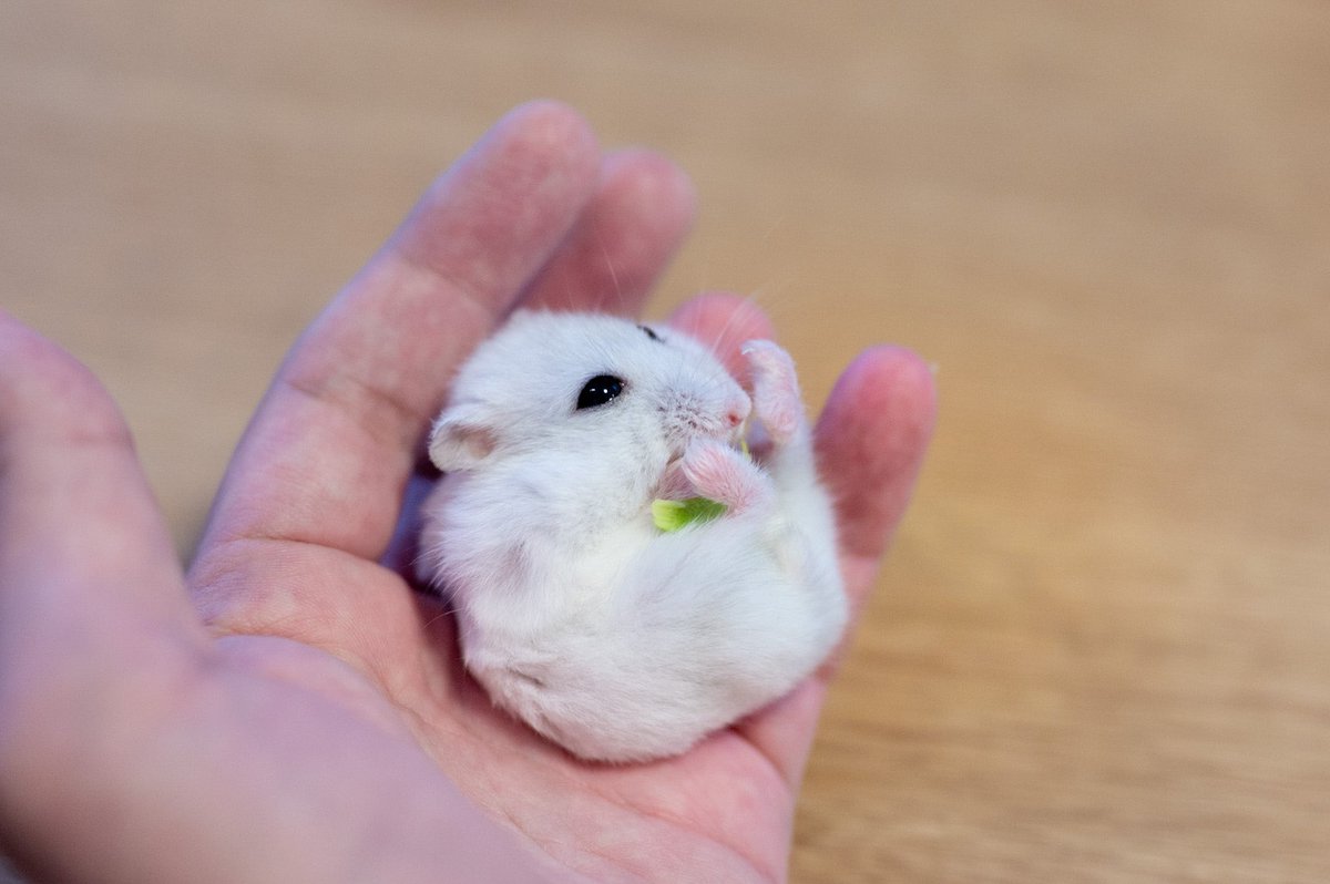 ブロッコリーがハムスターに包まれていくところ。 