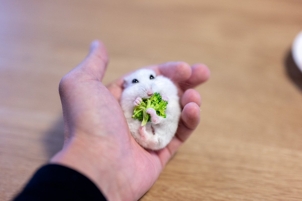 ブロッコリーがハムスターに包まれていくところ。 